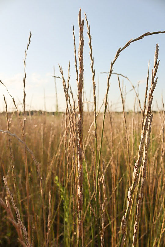NEW APPROACH: WIU mixing cover crops, livestock with cash crops